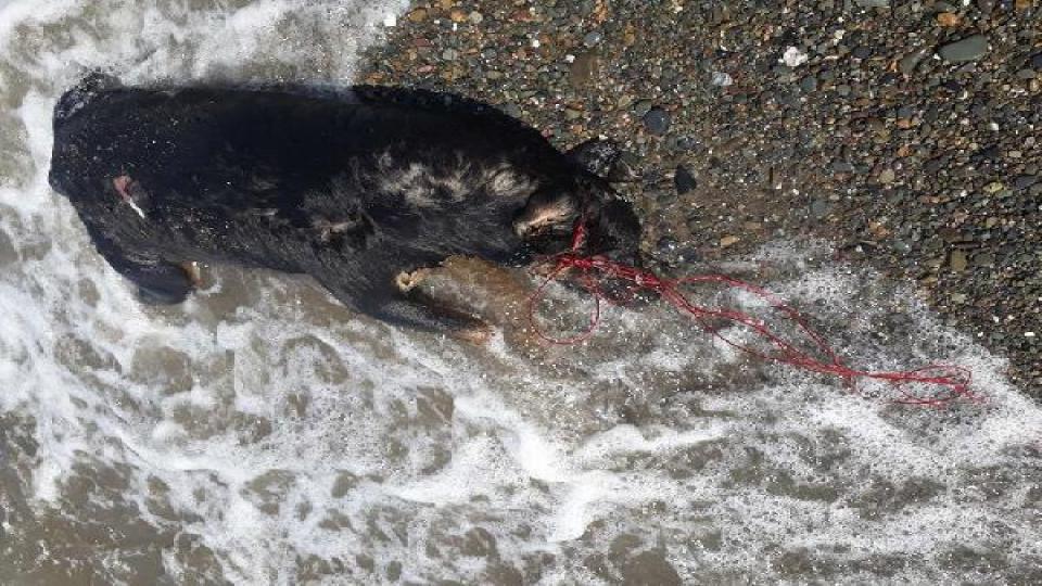 ‘Hayvanları koruma yasası’nı beklerken: Sahilde iple bağlanmış ölü köpek bulundu