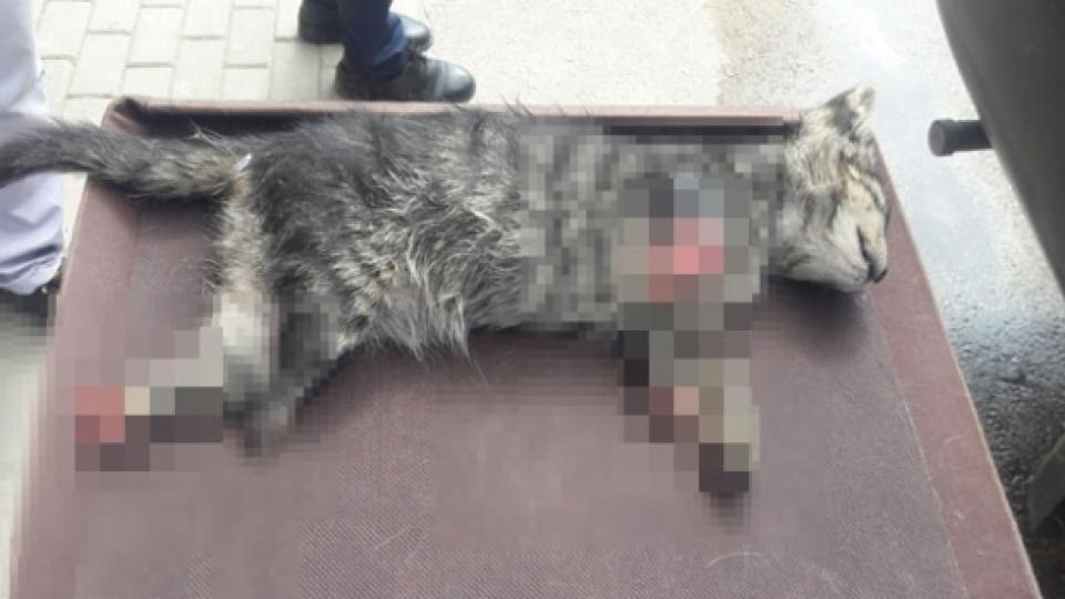 Vahşet sürüyor; dört patisi de kesilen yavru kedi, hayatını kaybetti