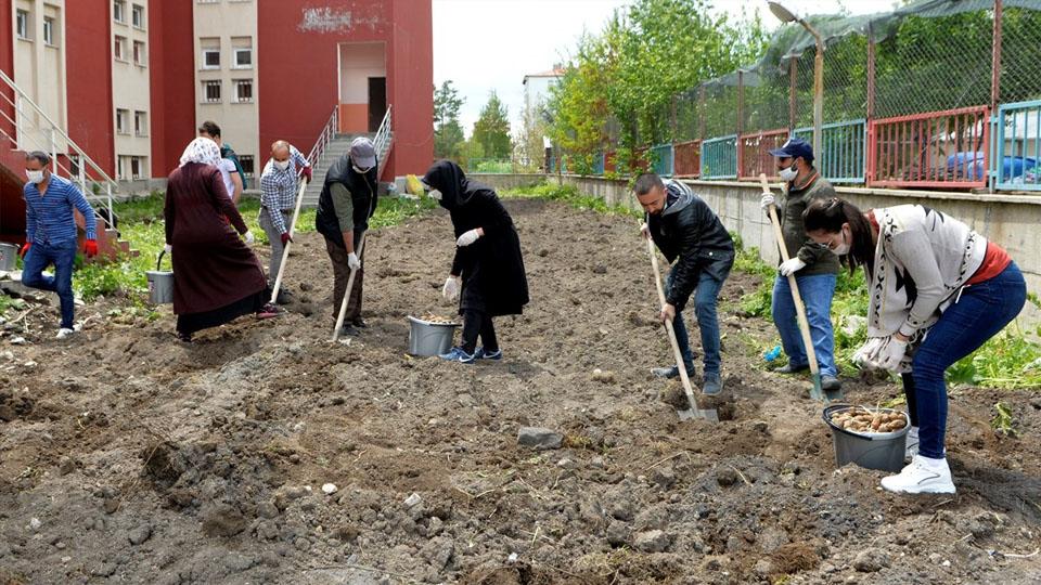 Ardahan’da Öğretmenler okul bahçesine patates ekti