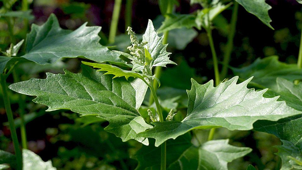 Serhatın Sesi / Serhat Diyarından Haberler / Iğdır’da Atriplex nitens bitkisini yetiştirmek için çalışmalara başlandı