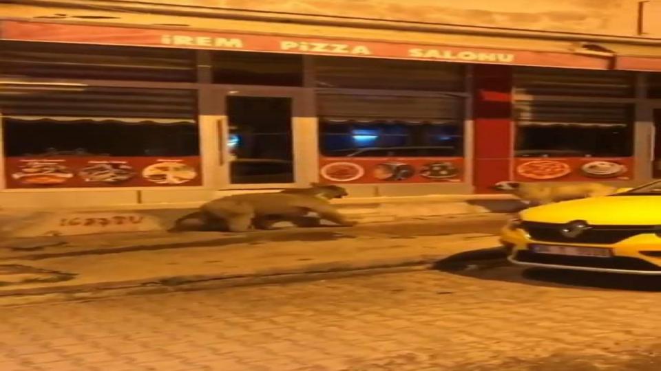 Kars’ta ilçe merkezine inen ayı ve yavruları paniğe neden oldu