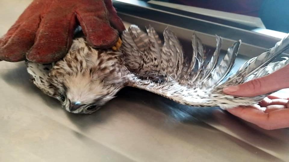 Kars'ta yaralı halde bulunan kerkenez ve ebabil kuşu tedavi altına alındı