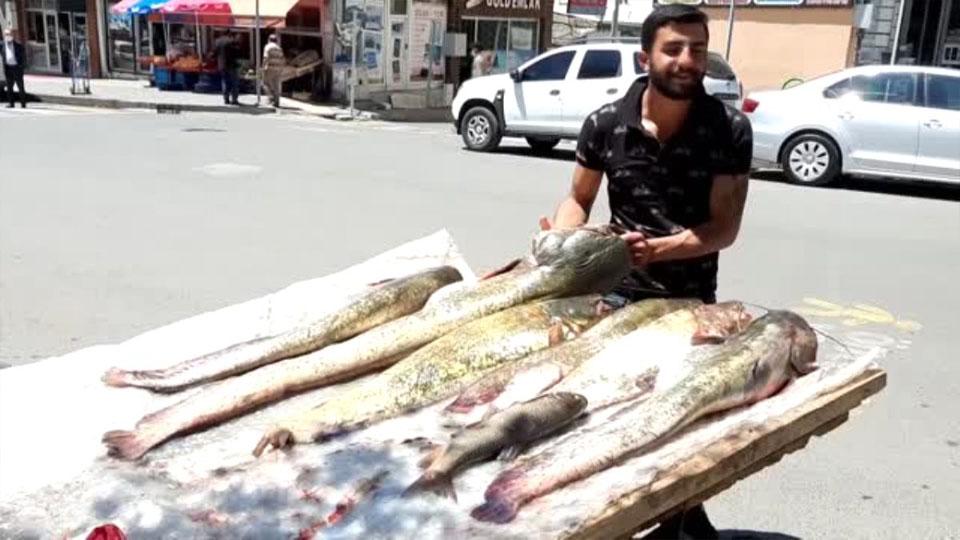 Serhatın Sesi / Serhat Diyarından Haberler / Bir metreyi geçen  yayın balıkları görenleri hayrete düşürdü