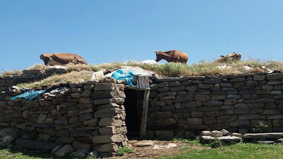 Digor’da inekler evin damına çıktı