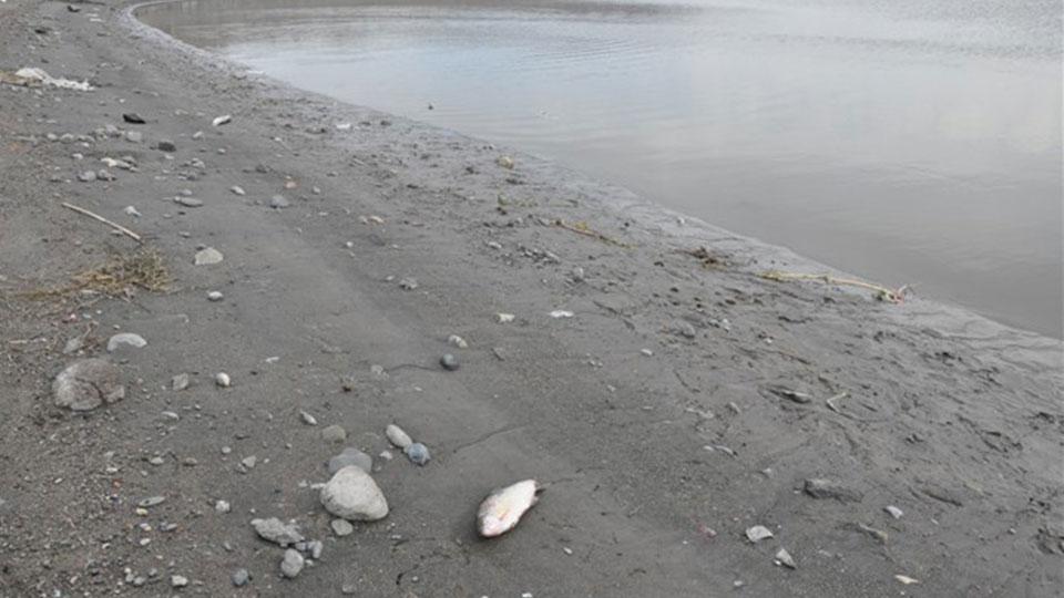 Arpaçay Barajı’nda balık ölümleri