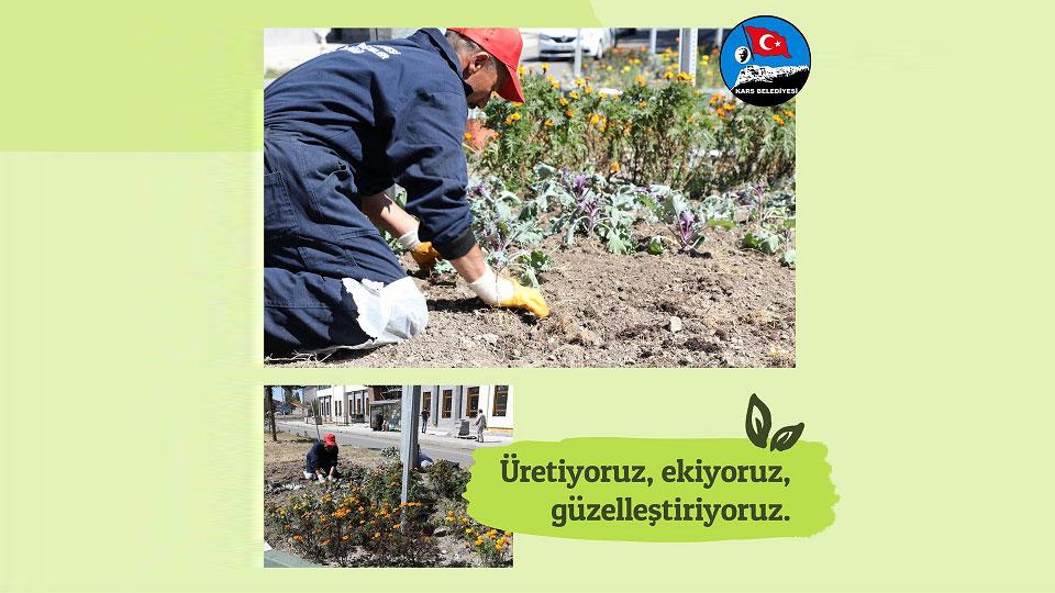 Serhatın Sesi / Serhat Diyarından Haberler / Kars Belediyesi ürettiği çiçekleri refüjlere ekmeye başladı