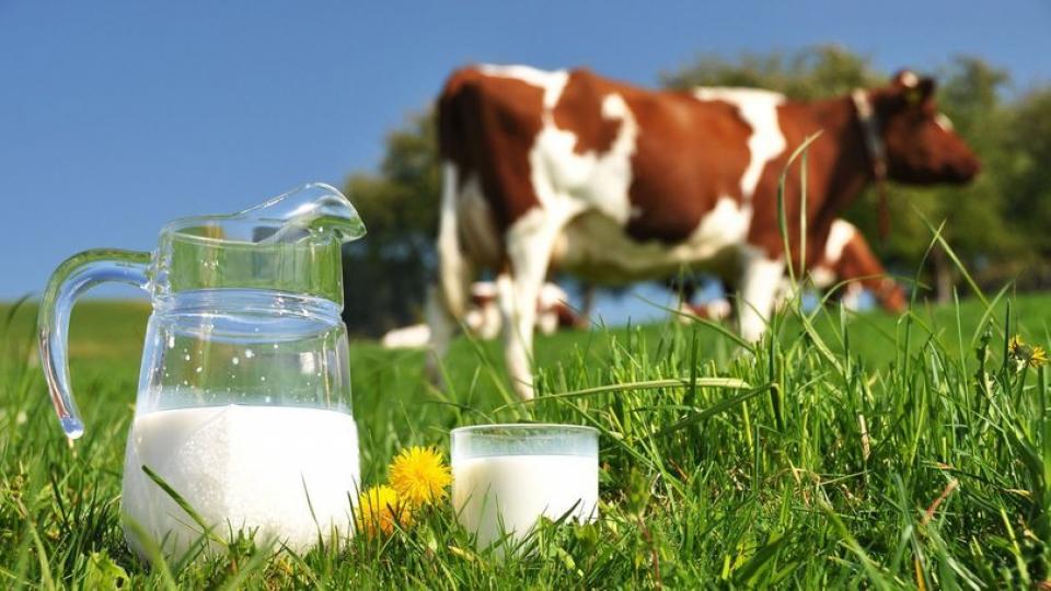 Sütte üretimin artışıyla ibre yoğurttan peynire kaydı