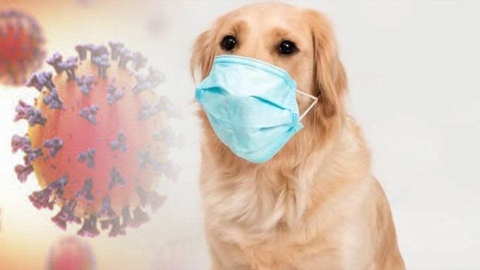 Malezya'da Köpeklerden İnsanlara Bulaşan Bir Koronavirüs Tespit Edildi