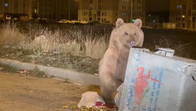 Serhatın Sesi / Serhat Diyarından Haberler / Kars’ta boz ayılar hâlâ kış uykusuna yatmadı